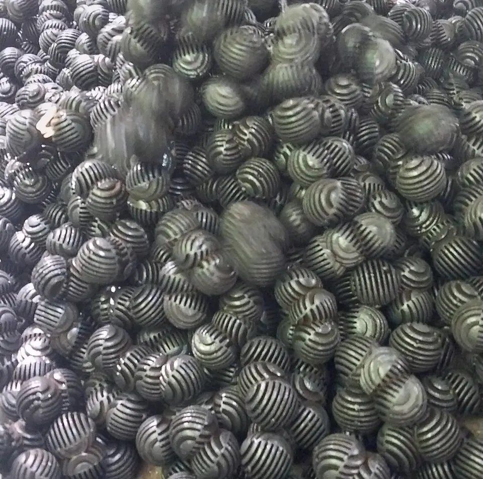 Kondisi media biofilter setelah pemeriksaan dan penataan